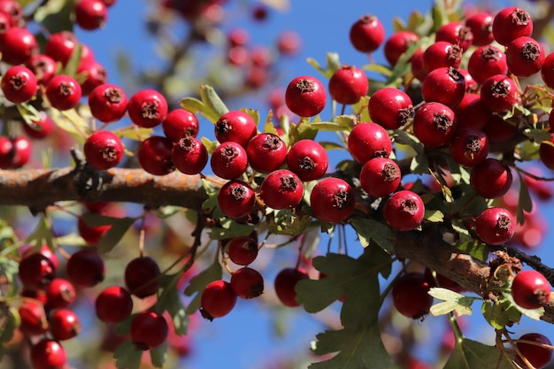 Weißdornbeeren im Herbstgarten