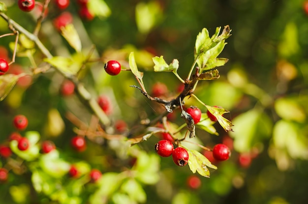 Weißdornbeeren in der Natur, saisonaler Hintergrund des Herbstes