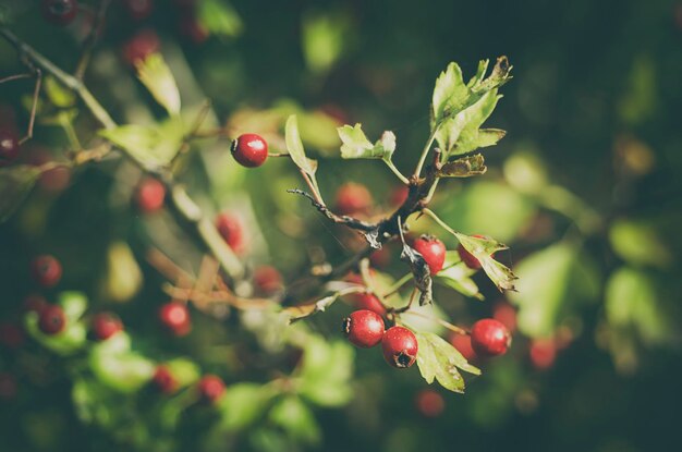 Weißdornbeeren in der Natur