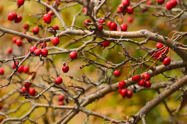 Weißdornbeeren in der Natur