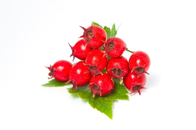 Weißdornbeeren mit Blättern, Nahaufnahme