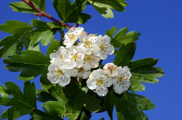 Weißdornblüten (Crataegus monogyna)