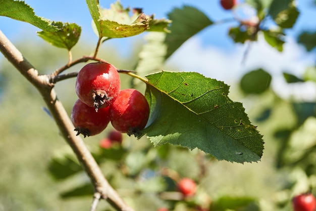 Weißdornfrüchte lat Crataegus kleine Äpfel reiften auf dem Gartengrundstück Herbst
