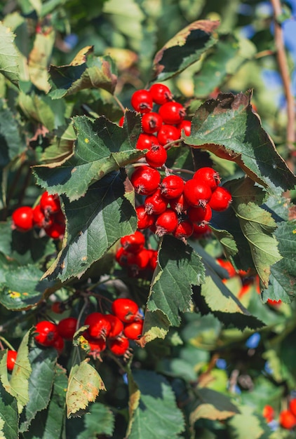 Weißdornzweig mit roten Beeren bei sonnigem Wetter in der Nähe