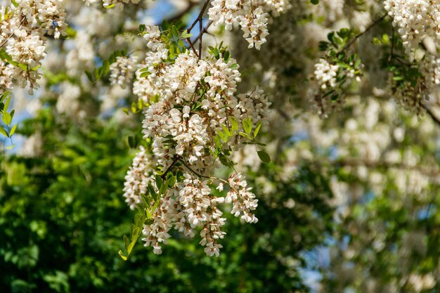 Weiße Akazienblüte Nahaufnahme Robinia pseudoacacia Akazienblüte