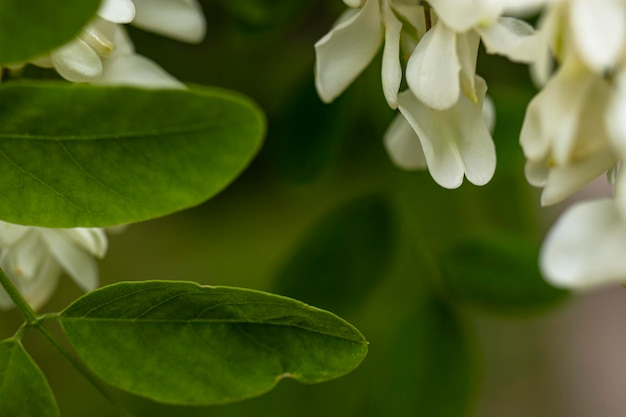 Weiße akazienblumen verschwommener hintergrund natürlicher natürlicher hintergrund