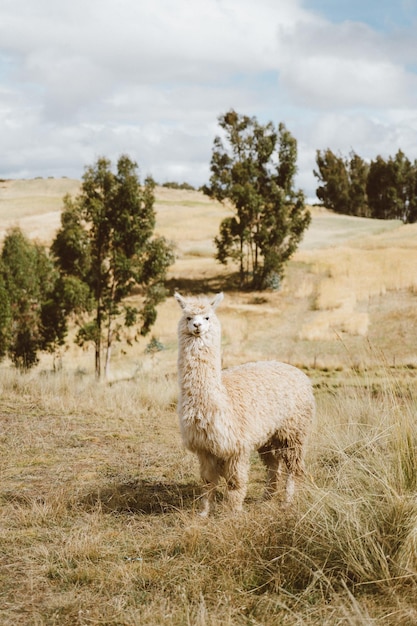 Foto weiße alpaka steht auf einem feld mit bäumen