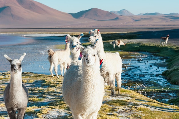 Weiße Alpakas am Ufer des Sees Laguna Colorada im Altiplano Bolivien