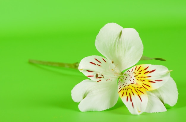 Weiße Alstroemeria-Blume auf einem Stiel