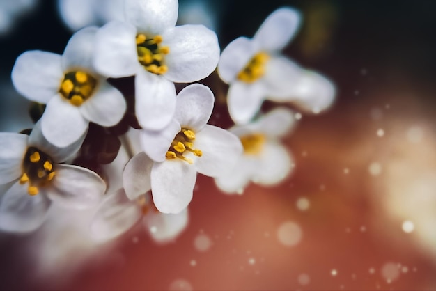 Weiße Alyssum-Blume auf dunklem Hintergrund in Makro