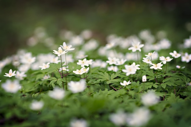 Weiße Anemonen wachsen im Frühlingswald