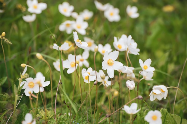 Weiße Anemonenblüten