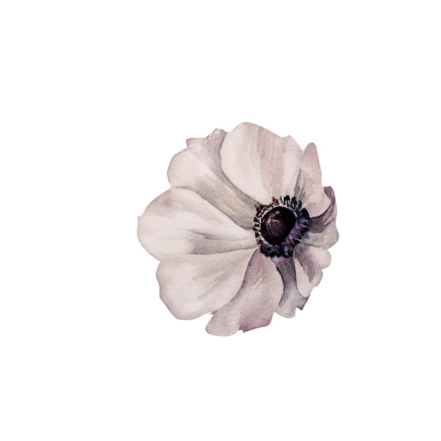 Weiße Anemonenblume Aquarellillustration Handgemalte rosa Blume isoliert auf weißem Hintergrund Für Grußkarten Einladungen Design