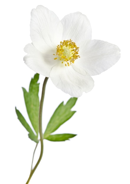 Weiße Anemonenblume lokalisiert auf Weiß
