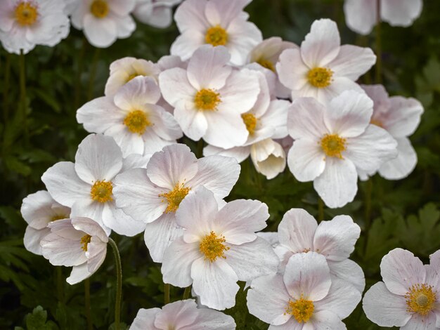 Weiße Anemonenblume.