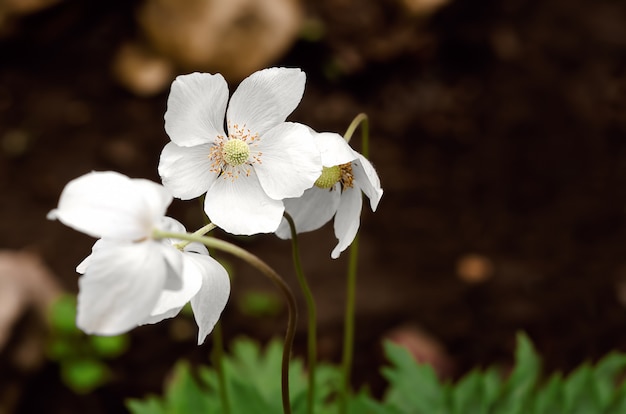 Weiße Anemonenblumen-Nahaufnahme