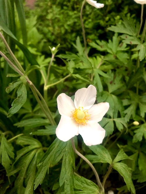 Weiße Anemonenfotografie