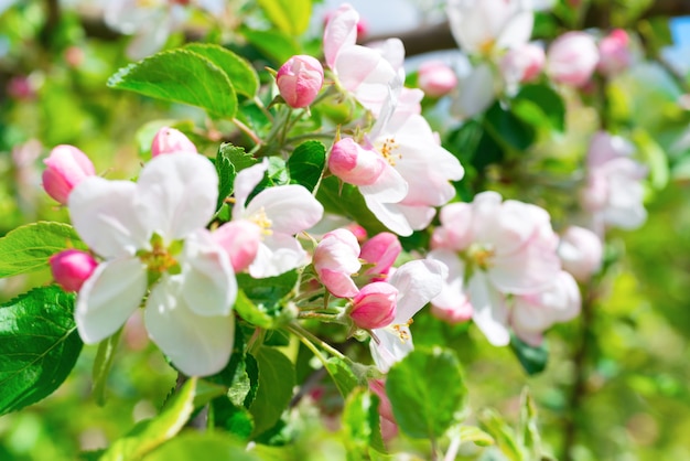 Weiße Apfelblüten. Blühender Baum im Frühling