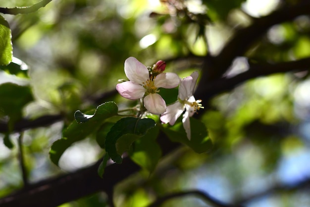 weiße apfelblumen frühlingsblüte