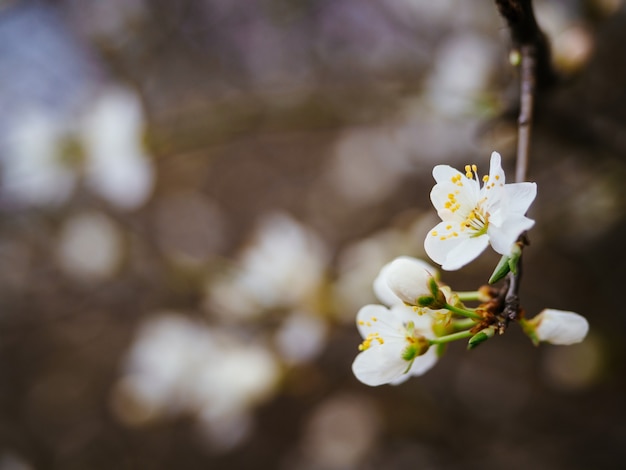 Weiße Aprikosenbaumblumen, Nahaufnahme. Frühling zarte Grußkarte für einen Urlaub, Ostern, Internationaler Frauentag.