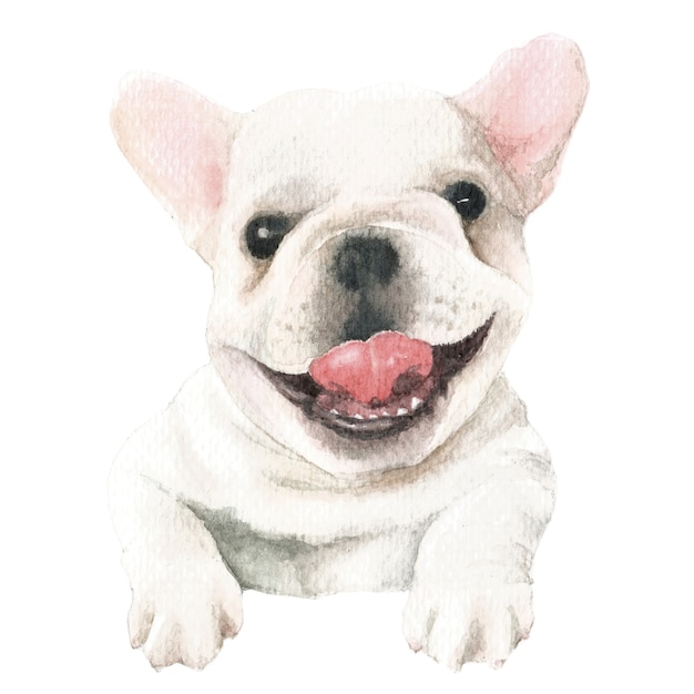 Weiße Aquarell-Illustration der französischen Bulldogge