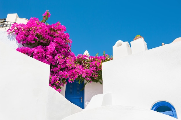 Weiße Architektur und rosa Blumen gegen den blauen Himmel. Santorin, Griechenland.