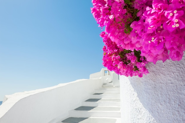 Weiße Architektur und rosa Blumen, Santorini-Insel, Griechenland.
