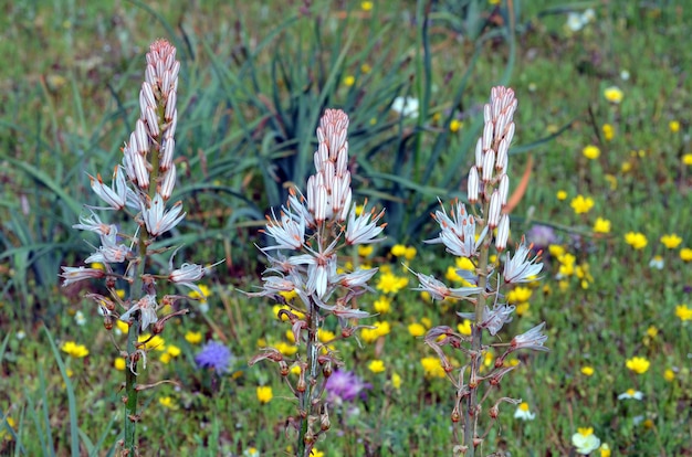 Weiße Asphodel in Blüte (Asphodelus Albus)