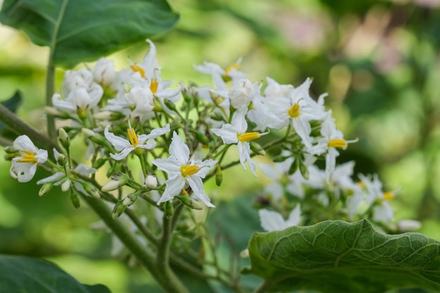 Weiße Auberginenblüten auf verschwommenem Hintergrund