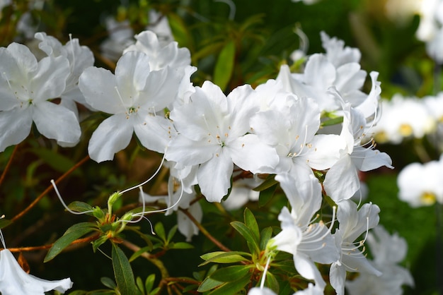 Weiße Azaleenblüten wachsen auf einem Strauch