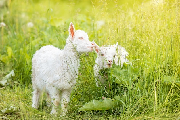 Weiße Babyziege auf grünem Gras am sonnigen Tag