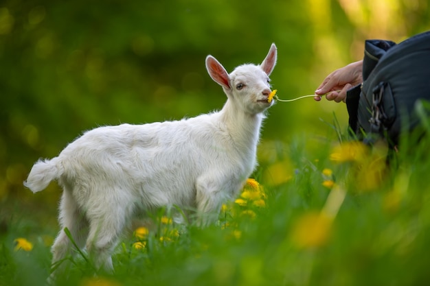 Weiße Babyziege, die auf grünem Gras mit gelben Blumen steht