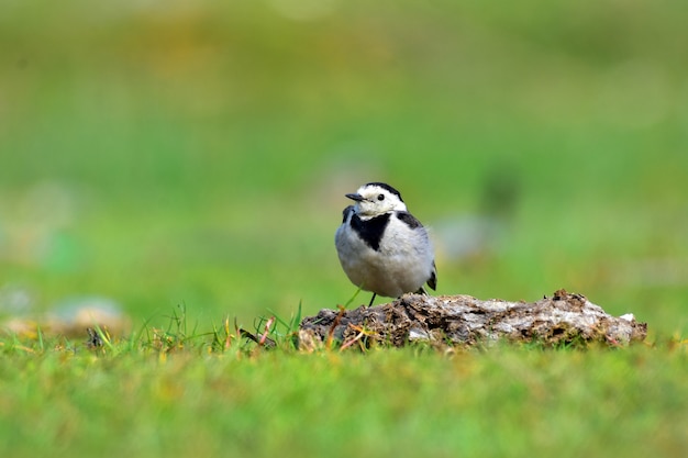 Foto weiße bachstelzenvögel an der natur.