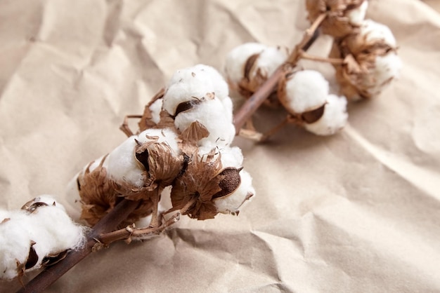 Weiße Baumwollpflanzenblumen auf zerknittertem Kraftpapierbeschaffenheitshintergrund