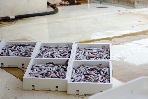 Weiße Behälter mit rotem Garnelenfang aus dem Meer, Meeresdelikatessen. Industrieller Fang von frischem Fisch.