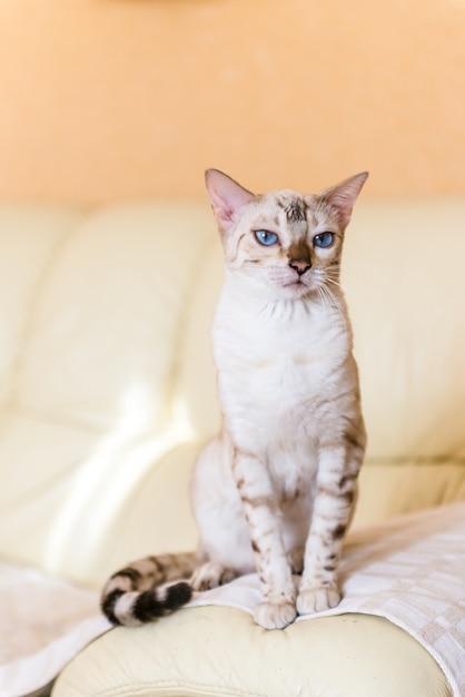 Weiße Bengalkatze, die auf dem Sofa im Haus sitzt.