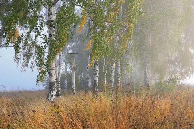 Weiße Birken im frühen Morgennebel Herbstmalerei Weichzeichner