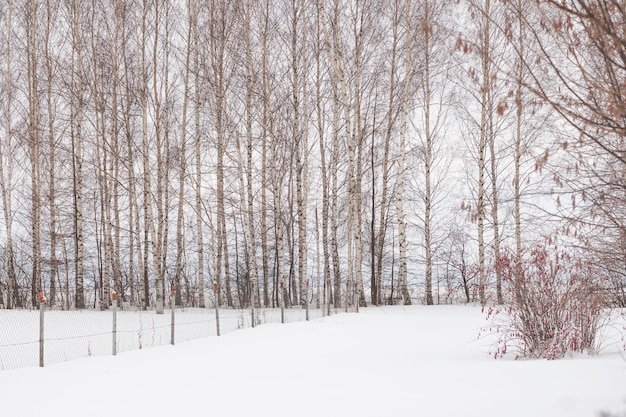 Weiße Birkengasse im Winter im Schnee