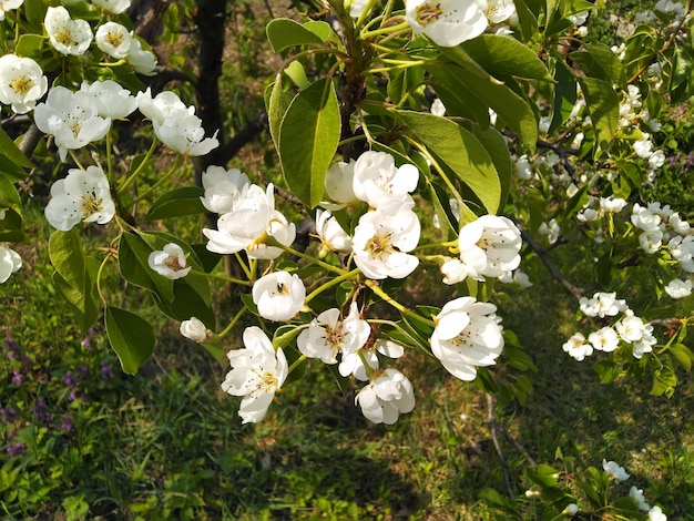 Weiße Birnenblüte Birnenzweig in Blüte Frühlingshintergrund