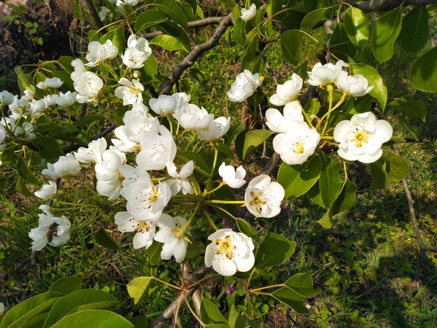 Weiße Birnenblüte Birnenzweig in Blüte Frühlingshintergrund