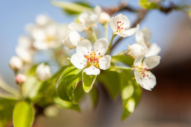 Weiße Blüte auf einem Baum Blühende Kirsche Frühling