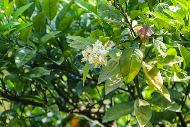 Weiße Blüte der Zitrusbaumnahaufnahme