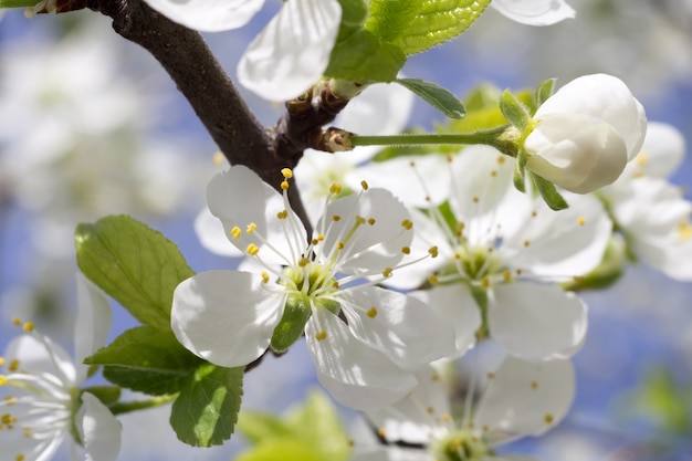 Weiße Blüte im Frühjahr