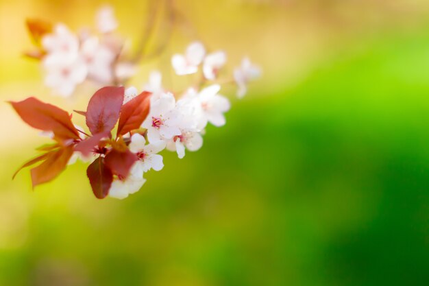 Weiße Blüte und Blätter