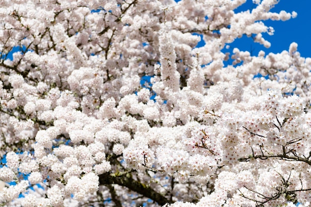 Weiße Blüte von Sakura-Blumen im Frühjahr. natürlichen Hintergrund.