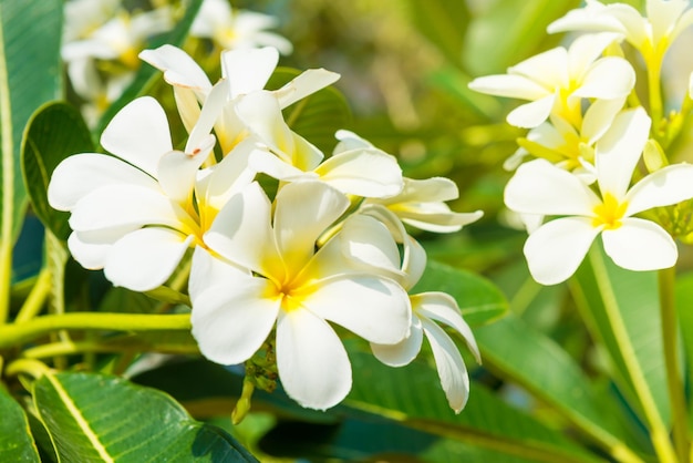 Weiße Blüten am Plumeriabaum