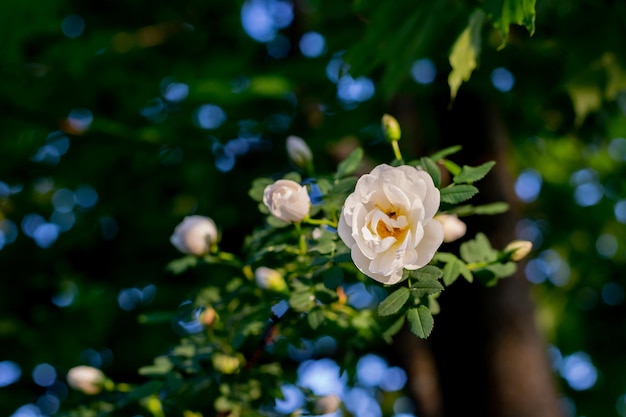 Weiße Blüten an grüner Buschrosa pimpinellifolia, die Wimpelrose, die besonders mit Witz in Verbindung gebracht wird