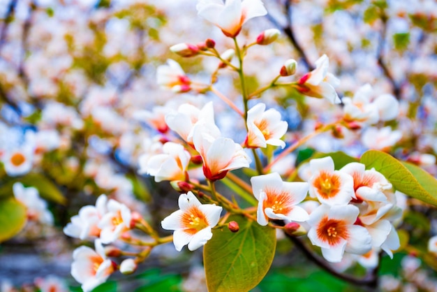 Weiße Blüten Baum Aleurite Euphorbiaceae im Frühjahr