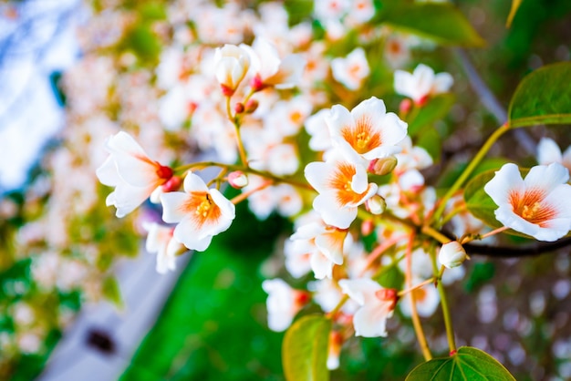 Weiße Blüten Baum Aleurite Euphorbiaceae im Frühjahr