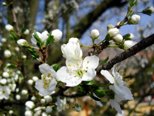 Weiße Blüten blühen auf dem Baum